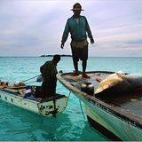 Illegale Fischerei: Haie ohne Flossen - Bild 6