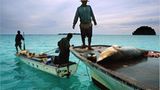 Illegale Fischerei: Haie ohne Flossen - Bild 6