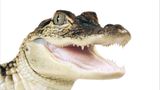 Fotogalerie: Biodiversität - Vom Wert der Vielfalt