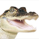 Fotogalerie: Biodiversität - Vom Wert der Vielfalt