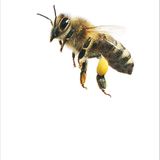 Fotogalerie: Biodiversität - Vom Wert der Vielfalt - Bild 2