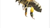 Fotogalerie: Biodiversität - Vom Wert der Vielfalt - Bild 2