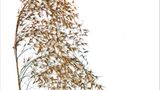 Fotogalerie: Biodiversität - Vom Wert der Vielfalt - Bild 3