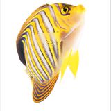 Fotogalerie: Biodiversität - Vom Wert der Vielfalt - Bild 4