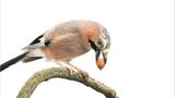 Fotogalerie: Biodiversität - Vom Wert der Vielfalt - Bild 5