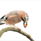 Fotogalerie: Biodiversität - Vom Wert der Vielfalt - Bild 5