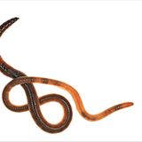 Fotogalerie: Biodiversität - Vom Wert der Vielfalt - Bild 6