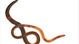 Fotogalerie: Biodiversität - Vom Wert der Vielfalt - Bild 6