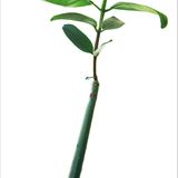 Fotogalerie: Biodiversität - Vom Wert der Vielfalt - Bild 7