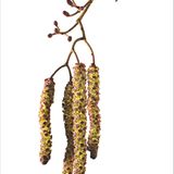 Fotogalerie: Biodiversität - Vom Wert der Vielfalt - Bild 8