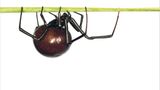 Fotogalerie: Biodiversität - Vom Wert der Vielfalt - Bild 9