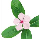 Fotogalerie: Biodiversität - Vom Wert der Vielfalt - Bild 10