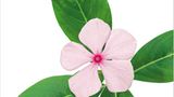 Fotogalerie: Biodiversität - Vom Wert der Vielfalt - Bild 10