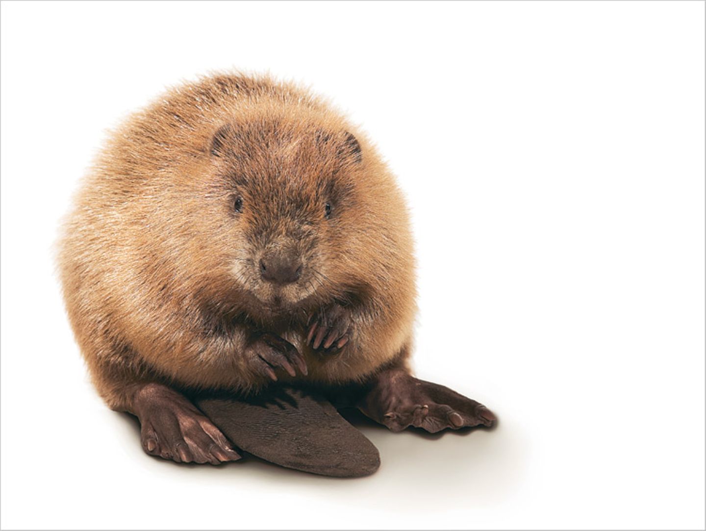 Fotogalerie: Biodiversität - Vom Wert der Vielfalt - Bild 11