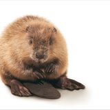 Fotogalerie: Biodiversität - Vom Wert der Vielfalt - Bild 11