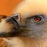 Das User-Foto des Tages - Juni 2008