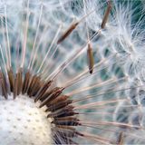 Das User-Foto des Tages - Juni 2008 - Bild 5