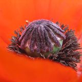 Das User-Foto des Tages - Juni 2008 - Bild 20