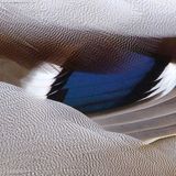 Das User-Foto des Tages - Juni 2008 - Bild 21