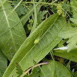 10. GEO-Tag im Nationalpark Bayerischer Wald - Bild 7