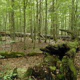 10. GEO-Tag im Nationalpark Bayerischer Wald - Bild 8