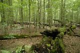 10. GEO-Tag im Nationalpark Bayerischer Wald - Bild 8