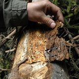 10. GEO-Tag im Nationalpark Bayerischer Wald - Bild 9