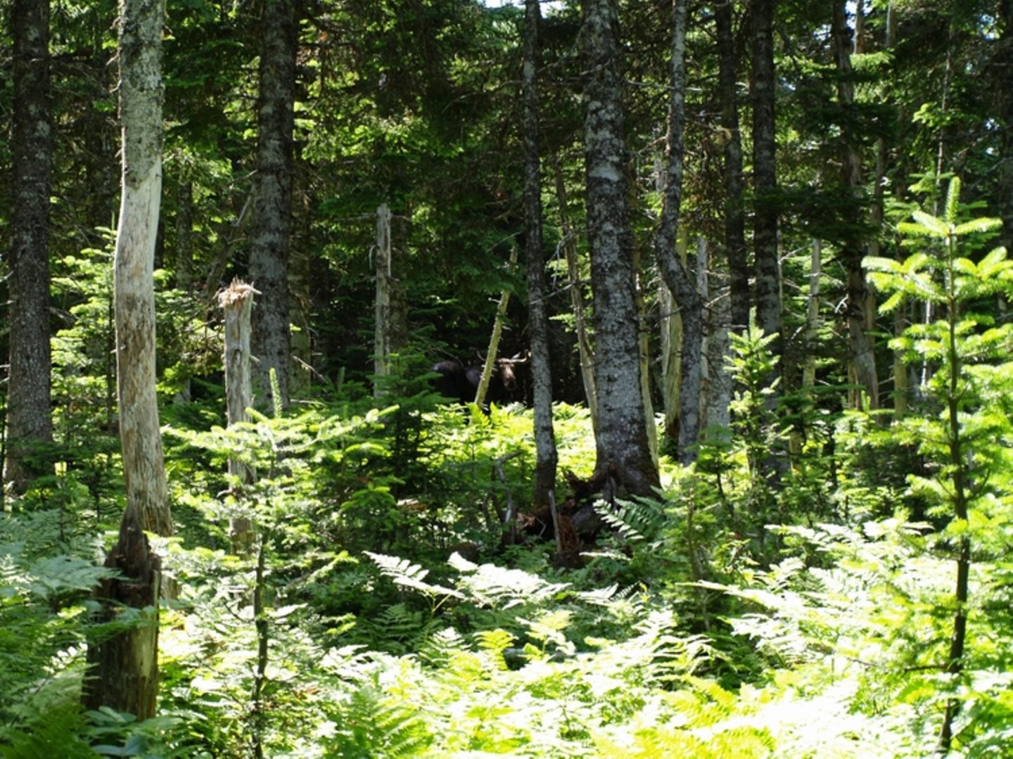 Oh, wie schön ist Kanada - Bild 4