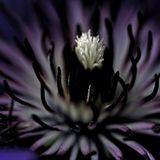 Das User-Foto des Tages - Juli 2008 - Bild 11