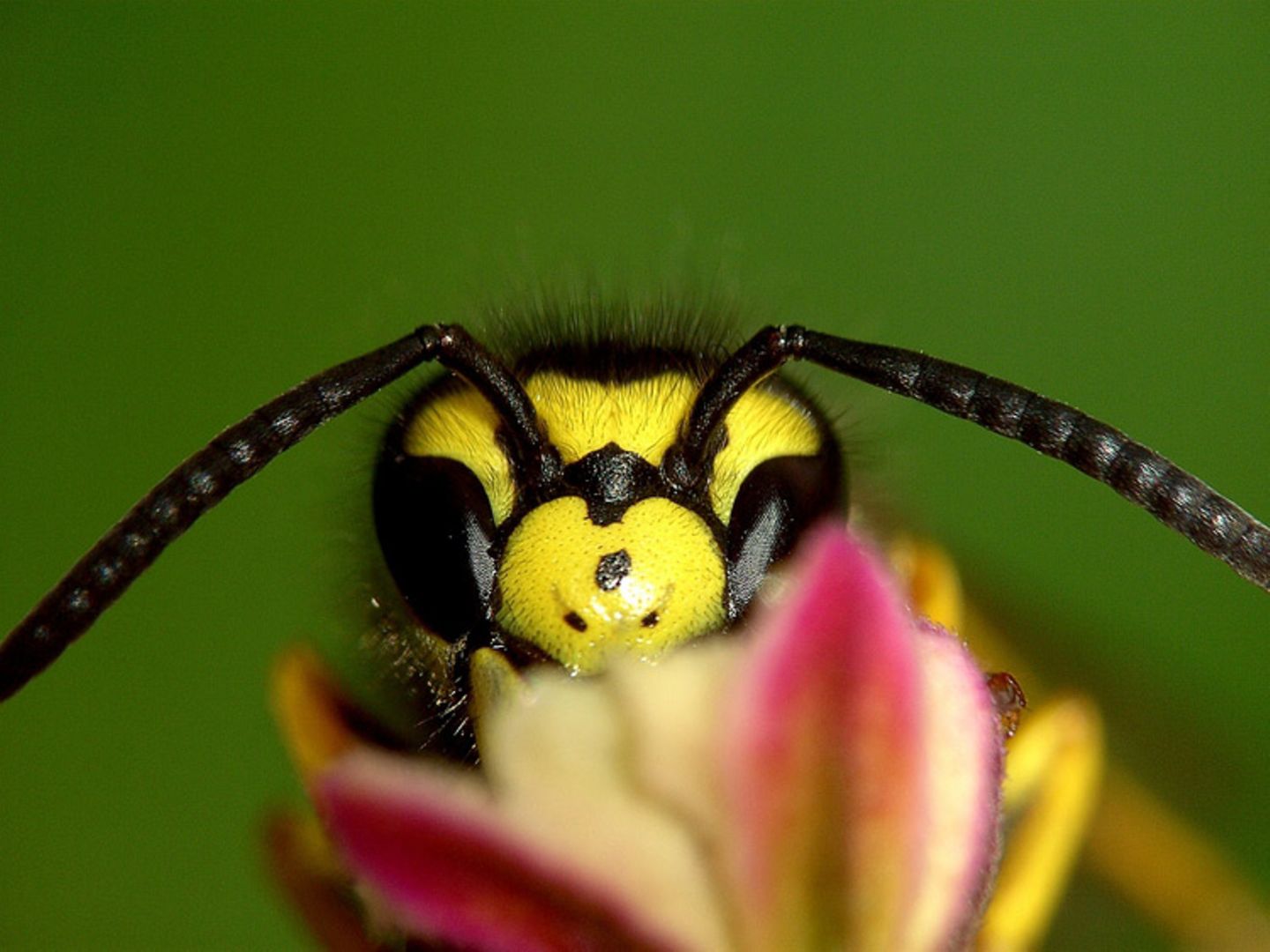 Das User-Foto des Tages - Juli 2008 - Bild 14