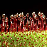 Das User-Foto des Tages - Juli 2008 - Bild 16