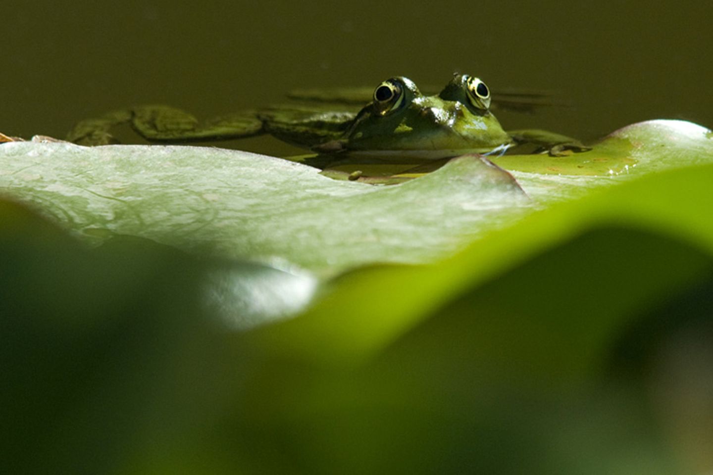 Das User-Foto des Tages - Juli 2008 - Bild 20