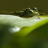 Das User-Foto des Tages - Juli 2008 - Bild 20