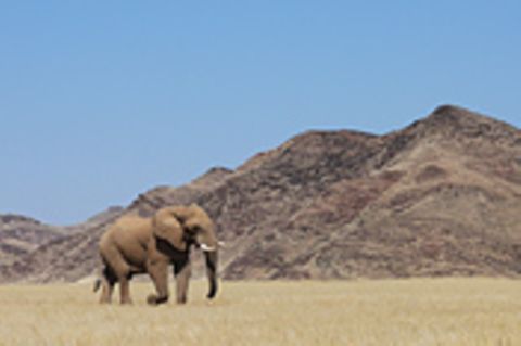 Fotogalerie: Namibias Wildnis