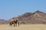Fotogalerie: Namibias Wildnis