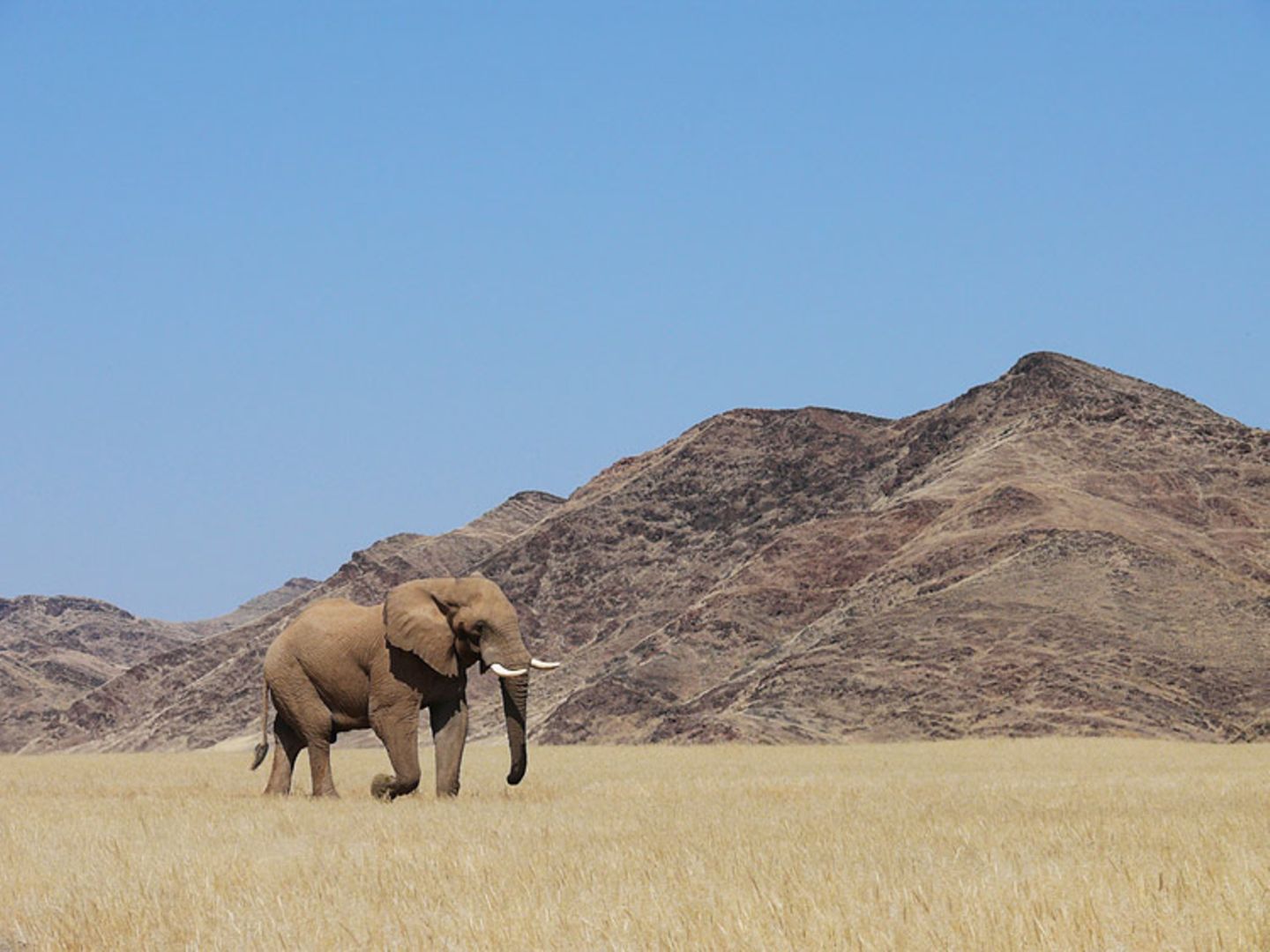 Fotogalerie: Namibias Wildnis