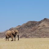 Fotogalerie: Namibias Wildnis