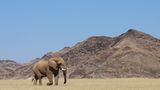 Fotogalerie: Namibias Wildnis