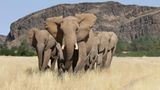 Fotogalerie: Namibias Wildnis - Bild 2
