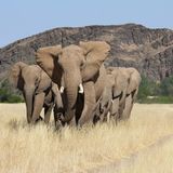 Fotogalerie: Namibias Wildnis - Bild 2