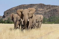 Fotogalerie: Namibias Wildnis - Bild 2