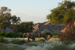 Fotogalerie: Namibias Wildnis - Bild 4