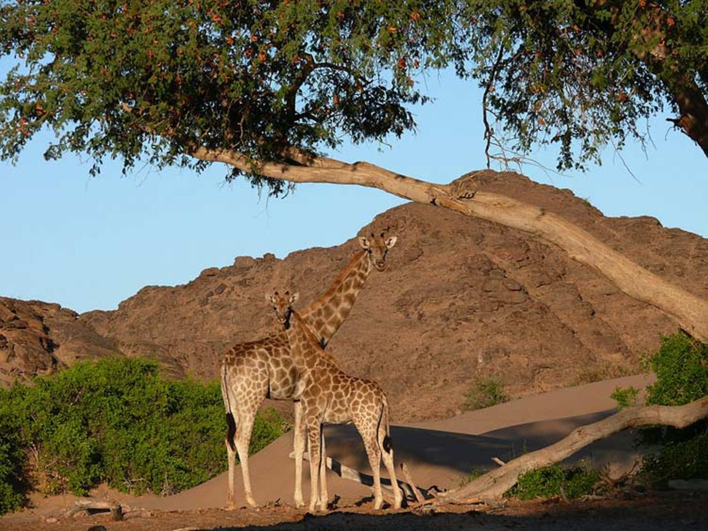 Fotogalerie: Namibias Wildnis - Bild 7