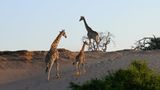 Fotogalerie: Namibias Wildnis - Bild 8
