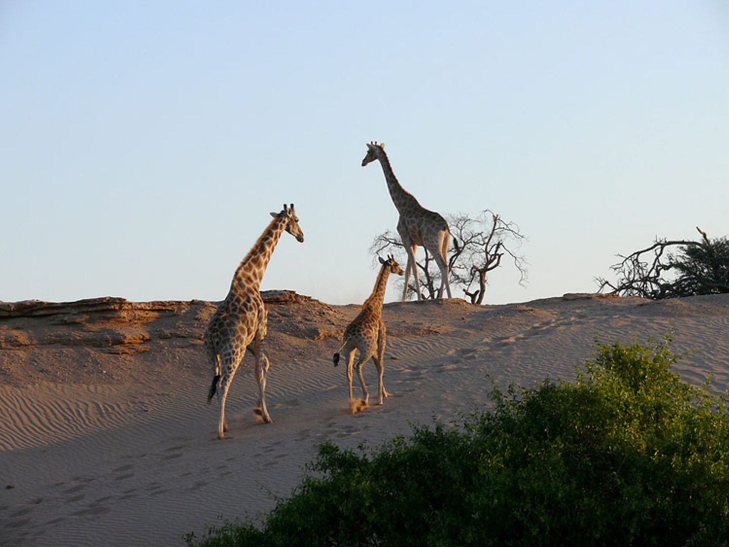 Fotogalerie: Namibias Wildnis - Bild 8