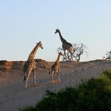 Fotogalerie: Namibias Wildnis - Bild 8