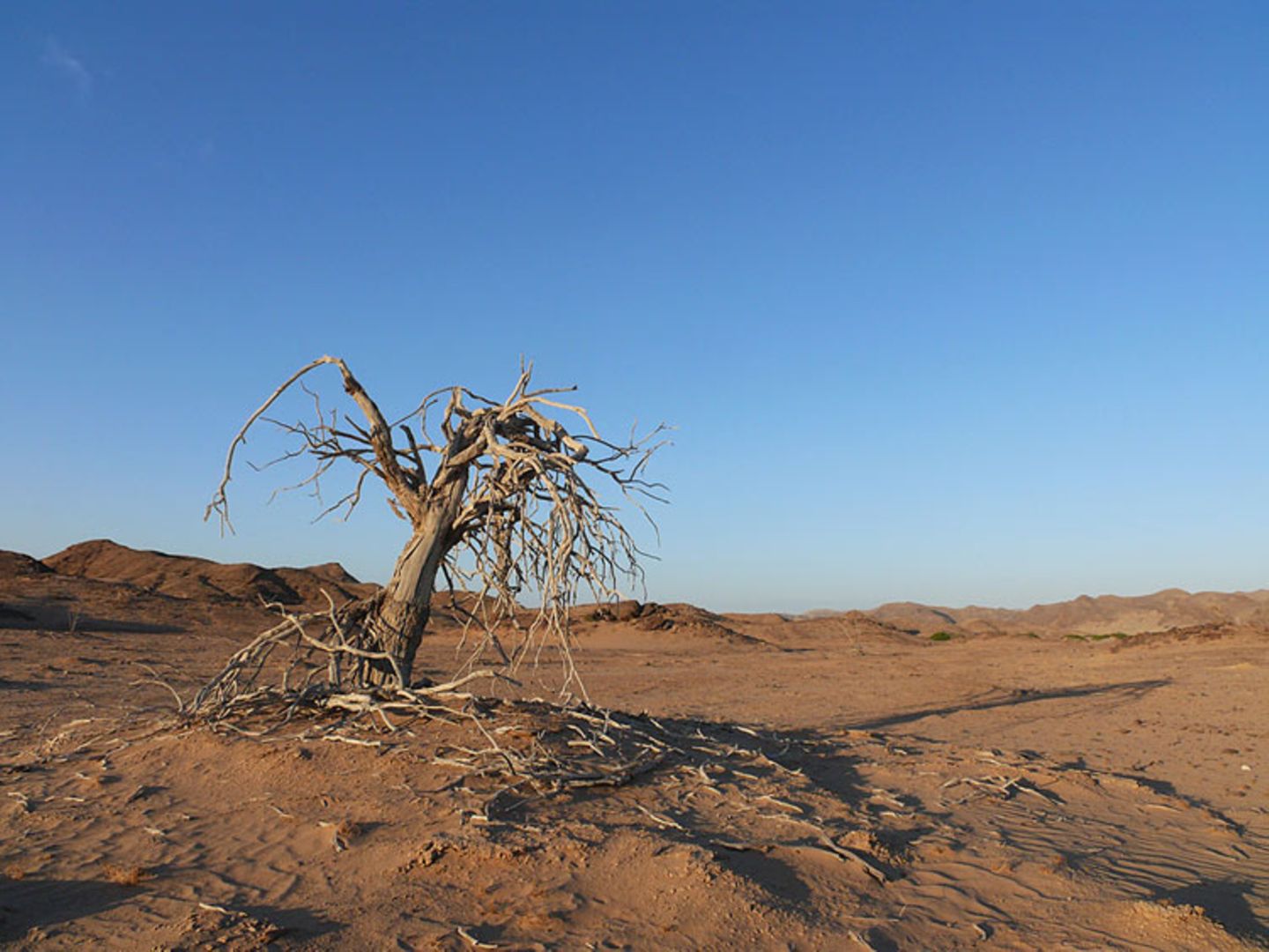 Fotogalerie: Namibias Wildnis - Bild 9
