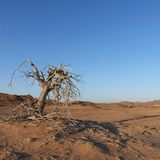 Fotogalerie: Namibias Wildnis - Bild 9