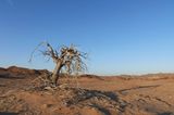 Fotogalerie: Namibias Wildnis - Bild 9