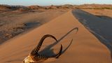Fotogalerie: Namibias Wildnis - Bild 10